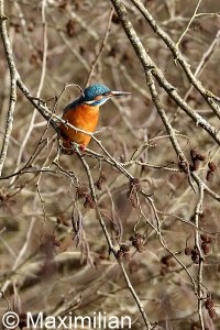 kingfisher_2022_09.JPG