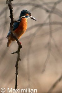 kingfisher_2022_10.JPG