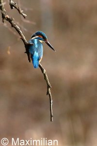 kingfisher_2022_11.JPG