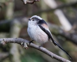 309A7953-DxO_longtailed_tit-te.jpeg