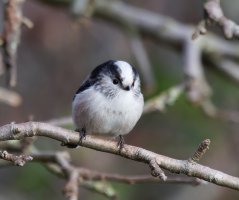 309A7960-DxO_longtailed_tit-te.jpeg