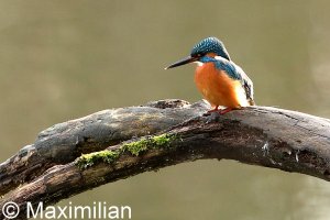 kingfisher_2022_12.JPG