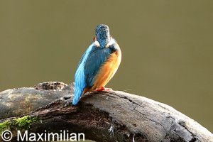 kingfisher_2022_14.JPG