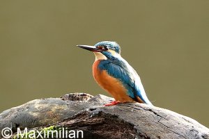 kingfisher_2022_15.JPG