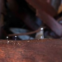 Tiny fungi 120617 (v small).jpg