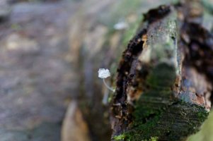 Tiny fungi 190415 (v small).jpg
