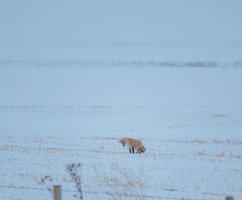 Fox-9424.jpg