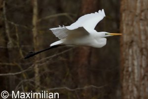 egret_2023BIF_01.JPG