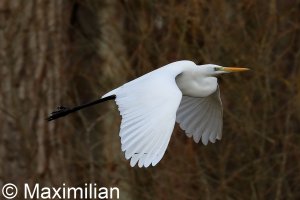 egret_2023BIF_02.JPG