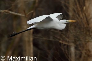 egret_2023BIF_03.JPG