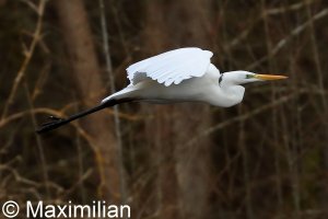 egret_2023BIF_04.JPG