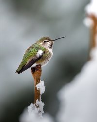 Annas Hummingbird - K1A6351.jpg