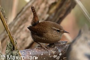 wren_2023_01.JPG