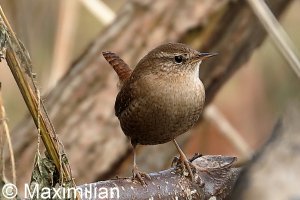 wren_2023_03.JPG