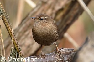wren_2023_04.JPG