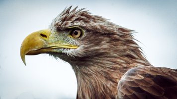 [2012-08-03] Cheshire Falconry-White Tailed Sea Eagle-3.jpg