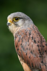 [2009-07-05] Gauntlet Birds of Prey-Kestrel-2.jpg
