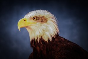 [2009-07-05] Gauntlet Birds of Prey-Sea Eagle-1.jpg