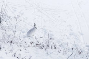 _66A3012_DxO.jpg
