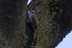 tree creeper_02.jpg