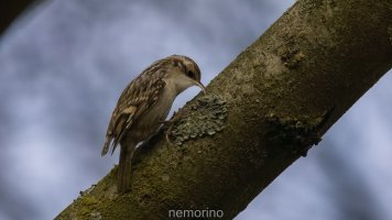 tree creeper.jpg