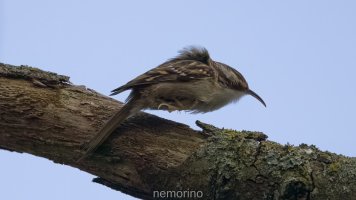 tree creeper_03.jpg