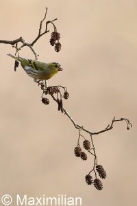 siskin_2023_01.JPG