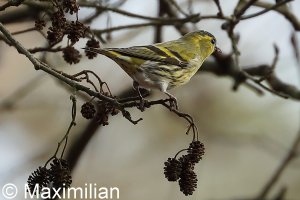 siskin_2023_02.JPG