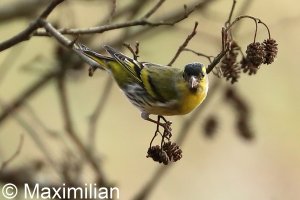 siskin_2023_03.JPG
