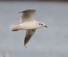 309A8199-DxO_Blackheaded_gull.jpg