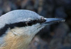 309A7646-DxO_Nuthatch_iso10k_aut copy.jpg