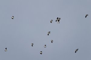 3R3A3090-DxO_Lapwings_murmuration_full_small.jpg