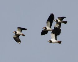 3R3A3090-DxO_Lapwings_murmuration_crop.jpg