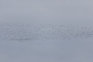 3R3A3110-DxO_Lapwings_murmuration_small.jpg