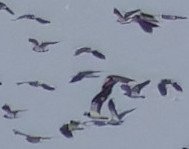 3R3A3110-DxO_Lapwings_murmuration_crop1.jpg