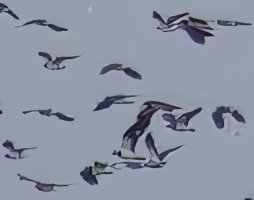 3R3A3110-DxO_Lapwings_murmuration_crop1-topaz-enhance.jpeg