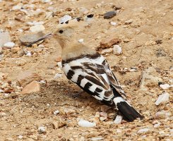 Hoopoe_4745.JPG Hoopoe_4745.JPG
