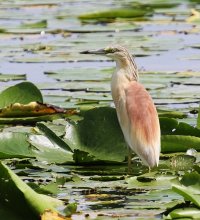 SquaccoHeron_3915.JPG SquaccoHeron_3915.JPG
