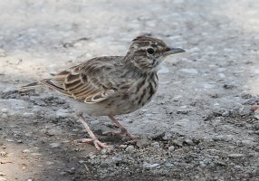 CrestedLark_4170.JPG CrestedLark_4170.JPG