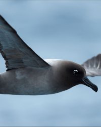 Light manted sooty albatross.JPG