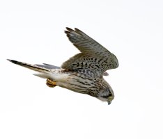 309A8449-DxO_Kestrel_Hovering_iso32k_den.jpg
