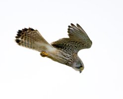 309A8462-DxO_Kestrel_Hovering_iso32k_gif0-denpvaut.jpg