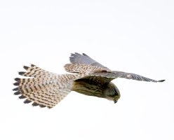 309A8464-DxO_Kestrel_Hovering_iso32k_denaut.jpg