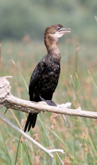 PigmyCormorant_3684.JPG