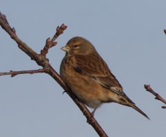 309A9171-DxO_female_reed_bunting-ls-te.jpeg