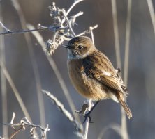 309A9059-DxO_female_stonechat-ls-tes.jpeg