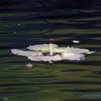 DSC_2476_DxO.jpg DSC_2476_DxO.jpg