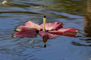 DSC_2527_DxO.jpg DSC_2527_DxO.jpg