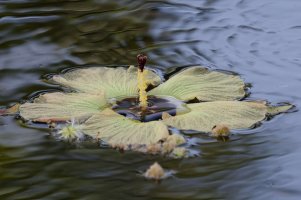 DSC_2676_DxO.jpg DSC_2676_DxO.jpg