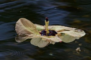 DSC_2737_DxO.jpg DSC_2737_DxO.jpg